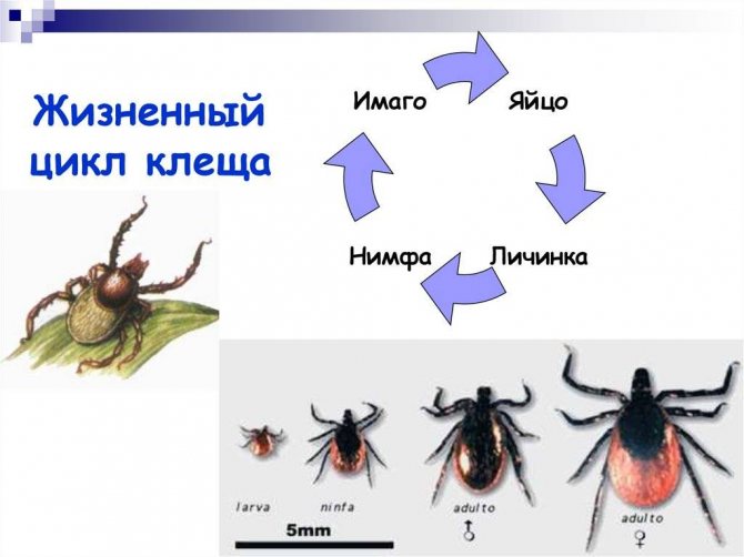 На фото описан цикл клеща